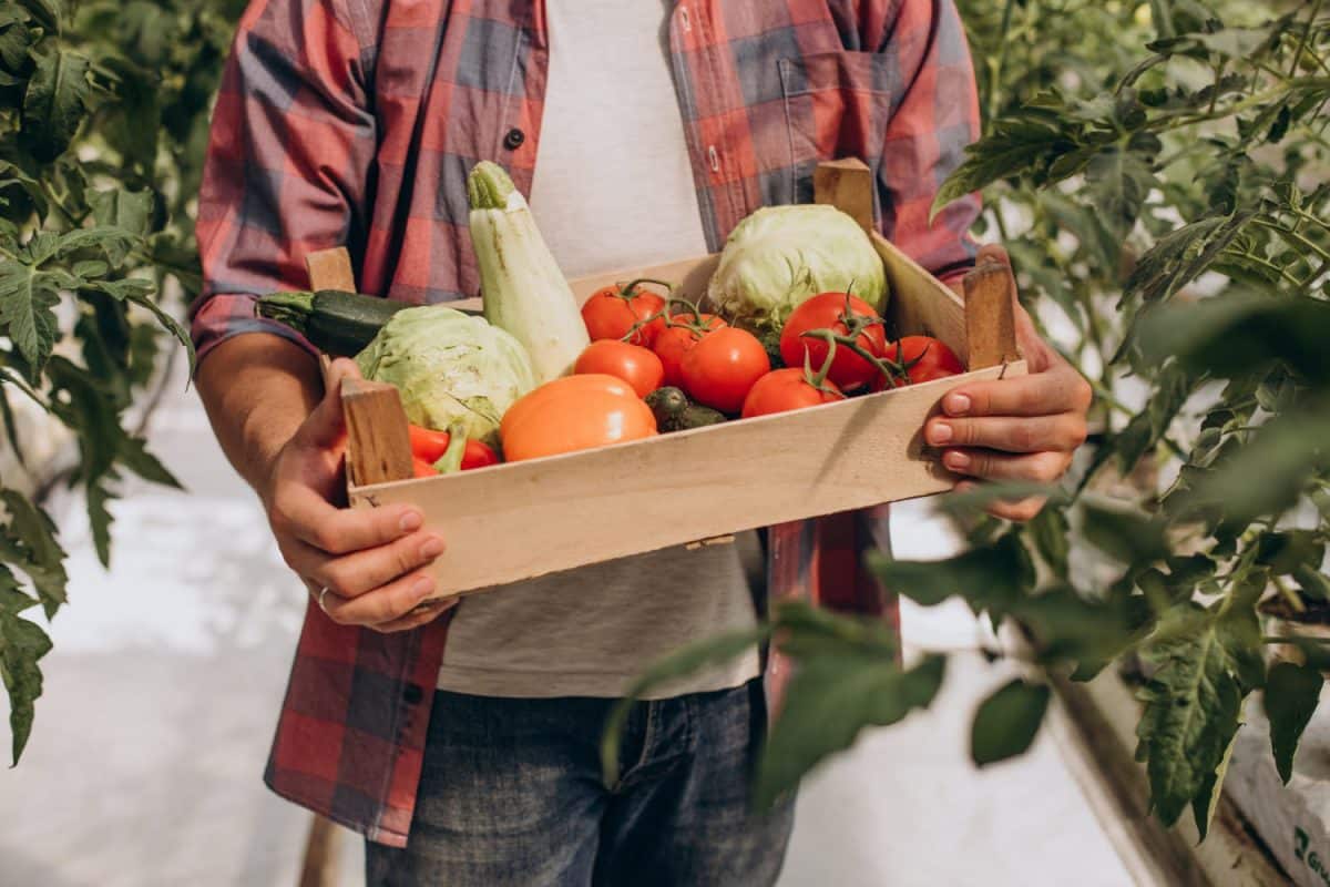aliments transformés