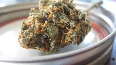 La consommation de CBD améliore-t-elle vraiment le bien-être au quotidien ?