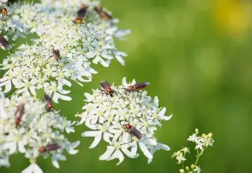 La sauge blanche : tout ce qui est bon à savoir