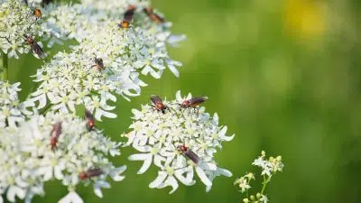 La sauge blanche : tout ce qui est bon à savoir