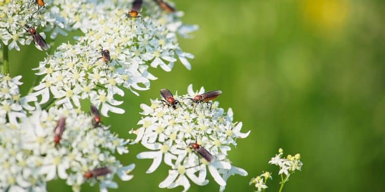 La sauge blanche : tout ce qui est bon à savoir