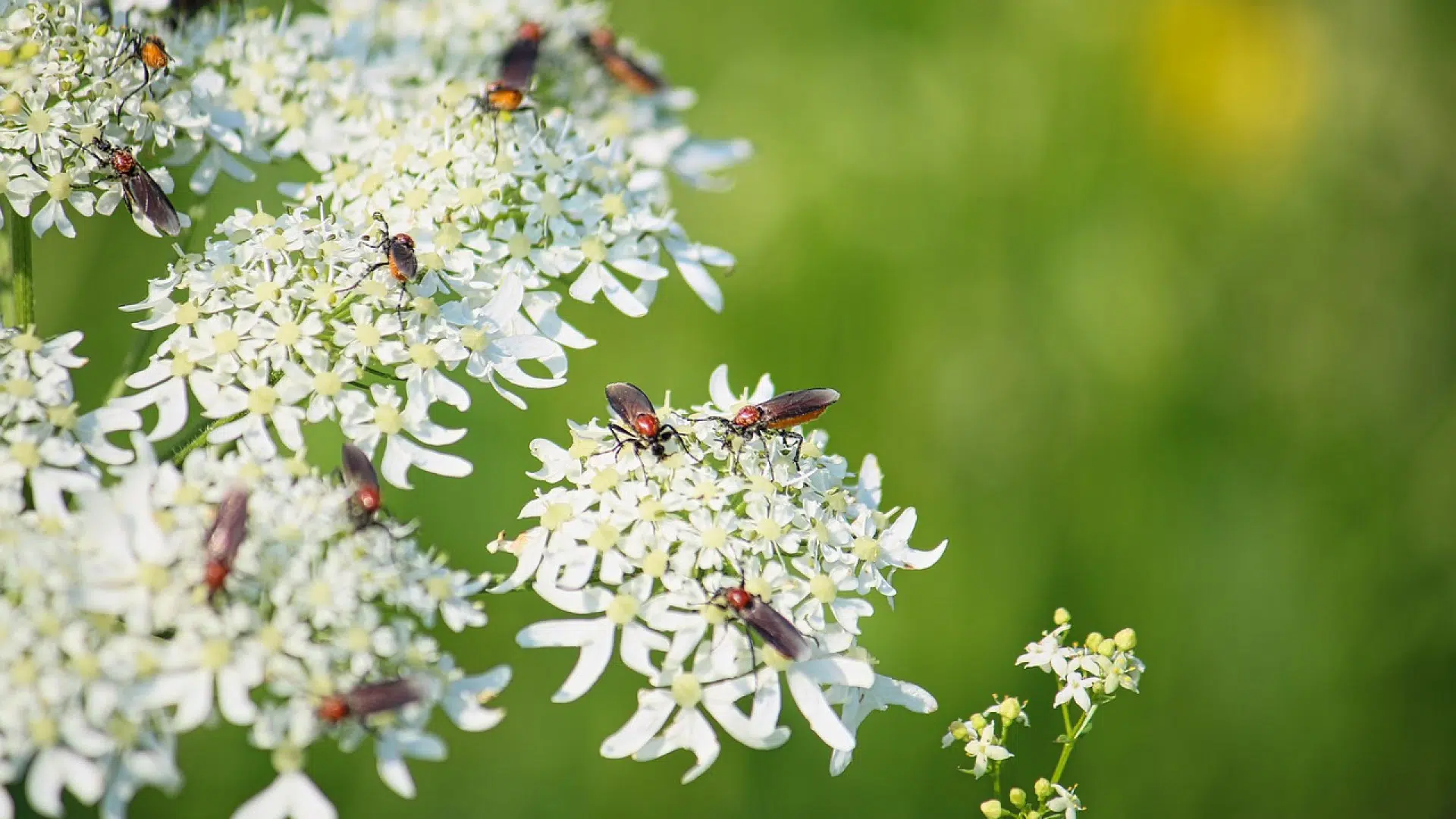 La sauge blanche : tout ce qui est bon à savoir
