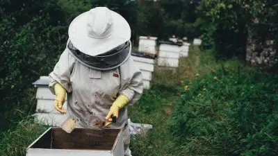 Que fait l'apiculteur pour avoir un miel de qualité supérieure ?