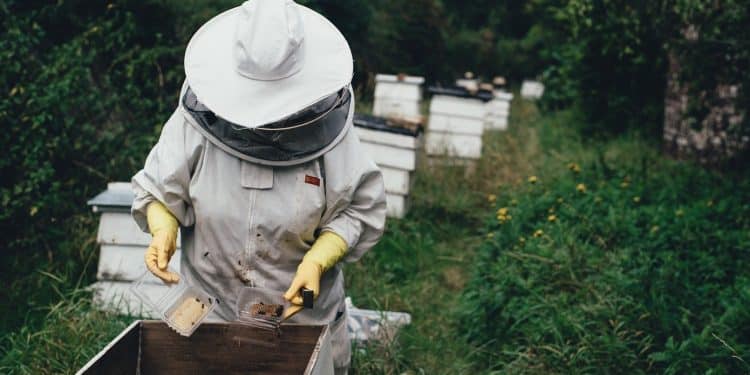 Que fait l'apiculteur pour avoir un miel de qualité supérieure ?