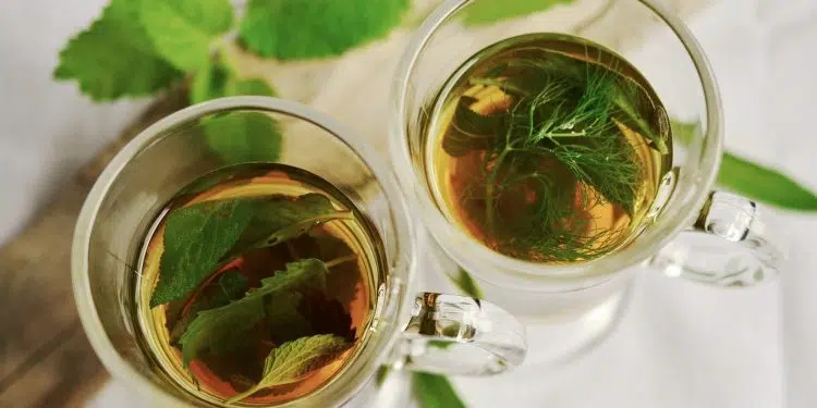 Quel thé vert boire pour maigrir ?
