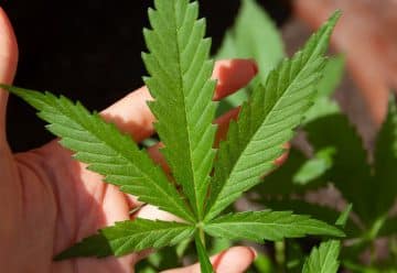 Quelles sont les vertus des fleurs de CBD ?