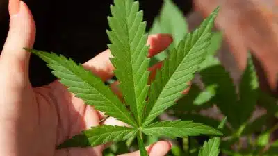 Quelles sont les vertus des fleurs de CBD ?